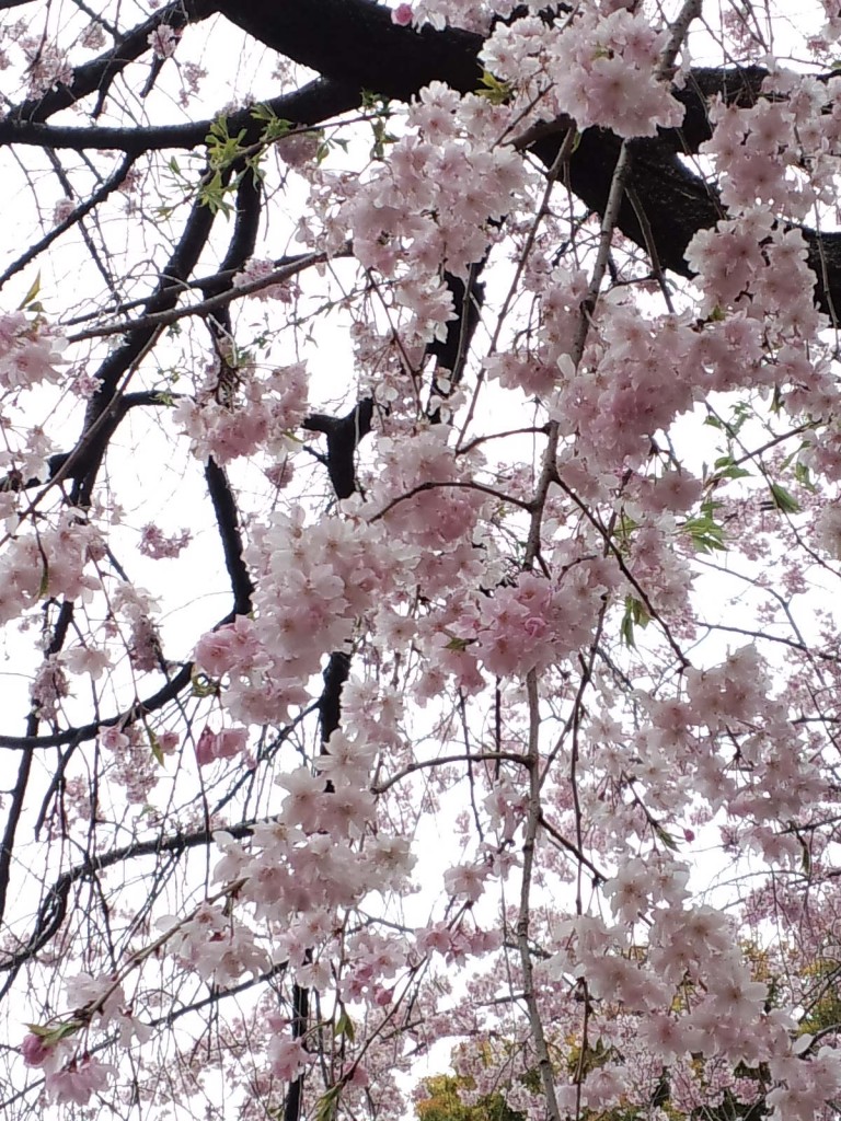 千駄ヶ谷鳩森八幡神社のしだれ桜